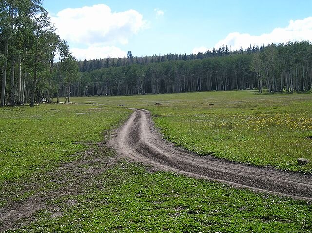 Dixie National Forest on road